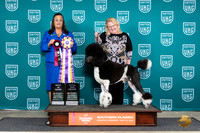 Poodle Std MC #128 Sat1 BISTD Judge Valerie Piltz