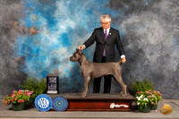 Cane Corso #6 Sun BOB Judge Robert Shreve