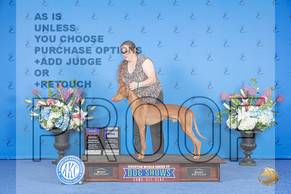 Pharaoh Hound #9 SAT WD BOB OHBOB Judge Douglas Johnson__JP_9936_Houston_2024_HR3