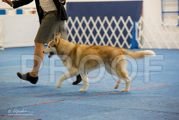 _M3_9228-AddisonHuskyMar2015-HR3