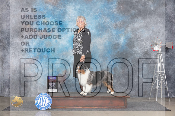 Miniature American Shepherd #7 Sat BOBOHBOB Judge Pat Trotter__JP_5765_Amarillo_2024_HR3