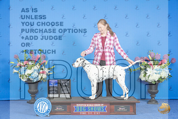 Dalmatian #11 FRI WD BOW M Judge Jon Cole__JP_9177_Houston_2024_HR3