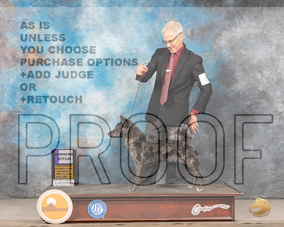 Mudi #6 Sat WB Judge Judy BrownMMJ_4322_Mdlnd2022_HR3