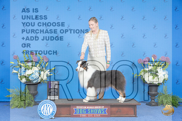Australian Shepherd #31 THUR WD NC M Judge Nancy Liebes__JP_8347_Houston_2024_HR3