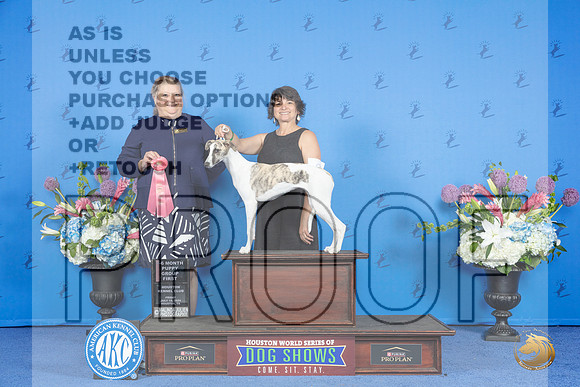 Whippet #8 FRI BP VG1 Judge Terri Jackson__JP_9225_Houston_2024_HR3