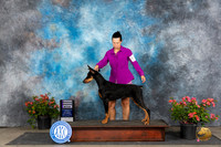 Doberman Pinscher #14 Sat WB Judge Paul F Willhauck