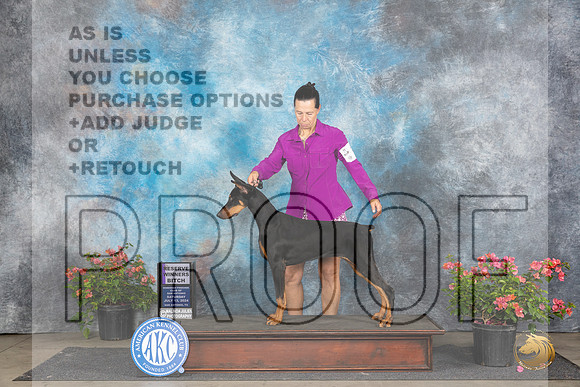 Doberman Pinscher #14 Sat WB Judge Paul F Willhauck__JP_5073_San Antonio_2024_HR3