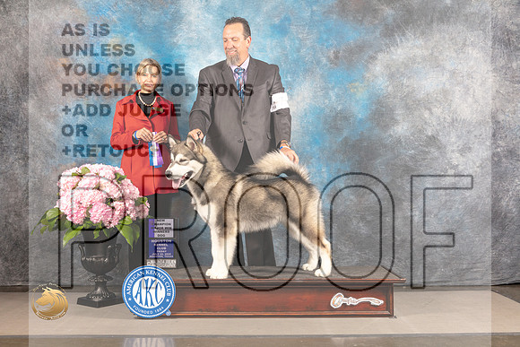 Alaskan Malamute #7 FRI WD BOW NCH Major Judge Patricia Sosa_MJ_5079_Houston_2022_HR3