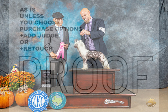 Chinese Crested #5 Sat OHG1 Judge Dr Dan Dowling-_MJ_6221e_Belton_2022-HR3
