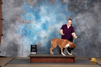 Boxer #476 Sat NCh Judge Jennnifer Landers