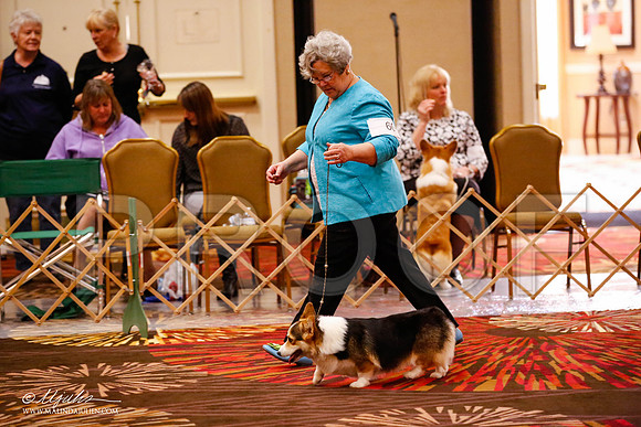 _JJ_0559-HstnCorgiFeb2015-HR3