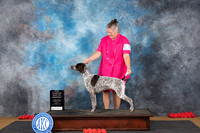 German Shorthaired Pointer #8 Sun BOW NCH Judge Robert Stein