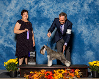 Miniature Schnauzers #19 Sat WD Maj Brown Bryan Mary Jo Larsen Judge Mrs Pamela B Peat