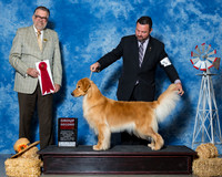Retrievers Golden #14 Fri G2 Andras Alisa Jim Kathy Whipple Judge Mr James G Reynolds