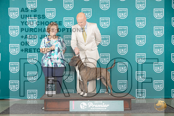 American Pit Bull Terrier #843 Sat AOE Judge Corianna Glenn__JP_2431_Premier_2024_HR3