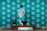 Pembroke Welsh Corgi #1431 see note