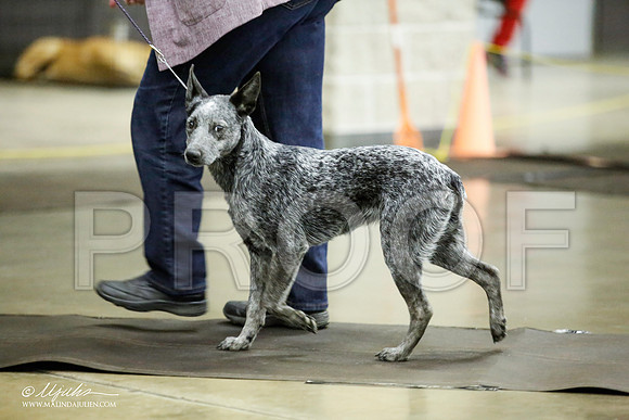 _JJ_6092-BeltonJan2015IABCA-HR3