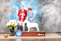 Bull Terrier White #7 SUN WD BOS NCH Judge Gene Hains