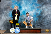 Beagle 15 #10 Sat G3 Judge Vicki Abbott