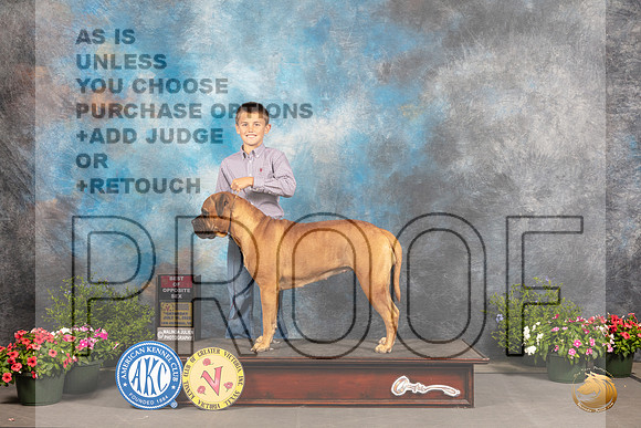 Bullmastiff #6 Sat BOS Judge Robert Shreve_MJ_0027_SA_2022_HR3