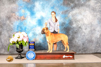 Bullmastiff #12 Sun BOB Judge Ken Murray