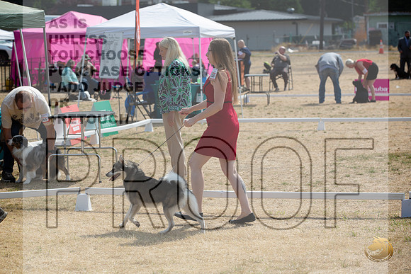 Ringside Longview WA 2024 Alaska Klee Kai #420_JJL_3564_Longview WA_2024_HR3