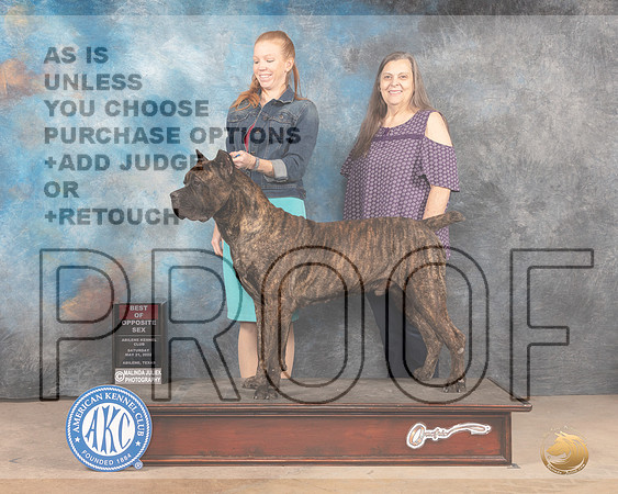 Cane Corso #7 Sat BOS Judge Thomson Stanfield Jr-MMJ_3817-Abilene2022-HR3