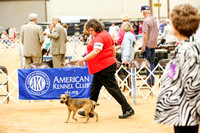 Border Terrier Sun Ring