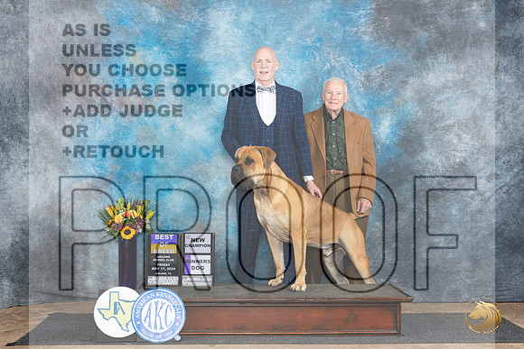 Boerboel #5 Fri BOBWDCH Judge Rick Gschwender__JP_9174_Abilene_2024_HR3
