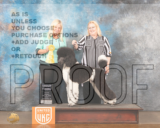 Poodle Std MC #143 Sun1 G3 Judge Kathy ShortMMJ_5958_Lngvw2022HR3