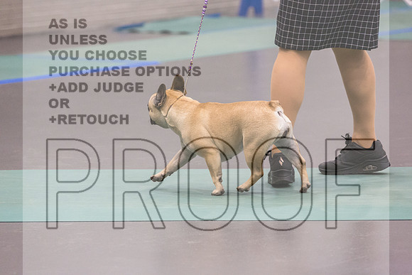 French Bulldogs Sat Rings_JJL_0533_UKCLNGVIEWOCT2024_2024_HR3