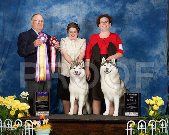 _ST_4206-AddisonHuskyMar2015-HR3