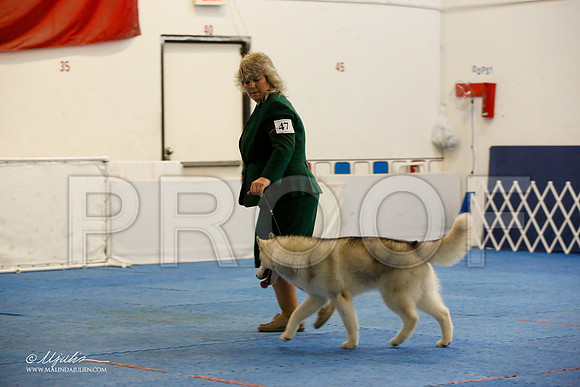 _M3_8161-AddisonHuskyMar2015-HR3