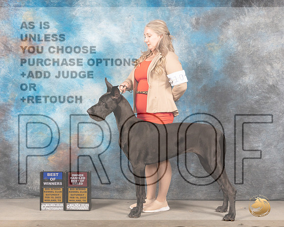 Great Dane #10 Sat BOWWBOHBOB Judge Gena Young rMMJ_4484_Mdlnd2022_HR3