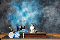 Shetland Sheepdog #35 HITHCNTV Judge Maureen Buford nojudge