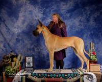 Great Danes #11 Sun WD BOS Neet Cynthia and John Neet Jude D Cline J+