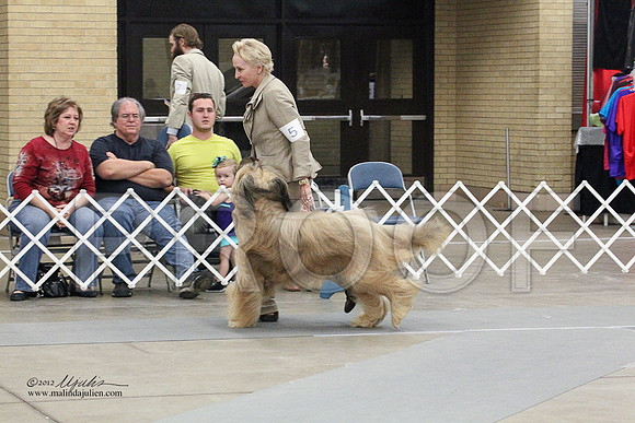 Briard-0781LR