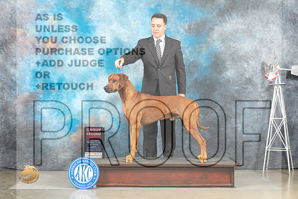 Rhodesian Ridgeback #9 Sun G2 Judge Sharon Derrick_MJ_5148_Amarillo_2022_HR3