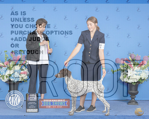 German Shorthaired Pointer #28 FRI BOB NGC Judge Ann Yuhasz__JP_8780e_Houston_2024-HR3.jpg