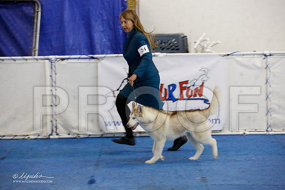 _M3_0577-AddisonHuskyMar2015-HR3