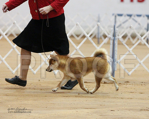 Shiba-0293-LR
