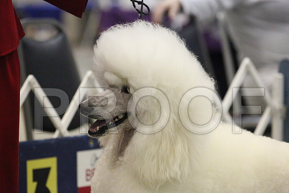 MJS_7028