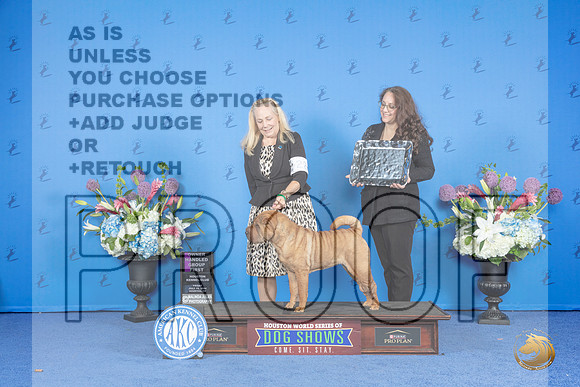 Chinese Shar Pei #22 FRI OHG1 Judge Douglas Johnson__JP_9528_Houston_2024_HR3