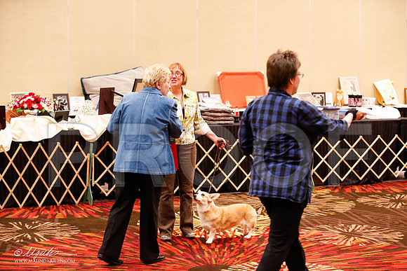 _JJ_8372-HstnCorgiFeb2015-HR3