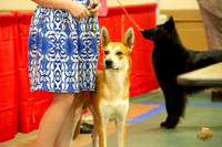 Canaan Dog #? Ringside Sat