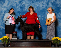 Giant Schnauzers #19 Sat BOpSS Henderson Robin Judge Mrs Stephanie Hamblin Barnhill