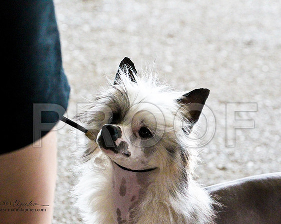 ChiCrest-3879