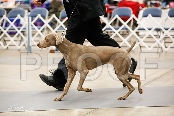 _JJ_7566-2-AddisonHuskyMar2015-HR3