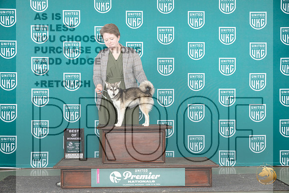 Alaskan Klee Kai #847 Sun BOW Judge Sharon Griffin__JP_2918_Premier_2024_HR3