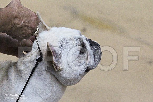 Frenchie-5838LR